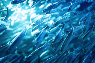 全体意識の不思議