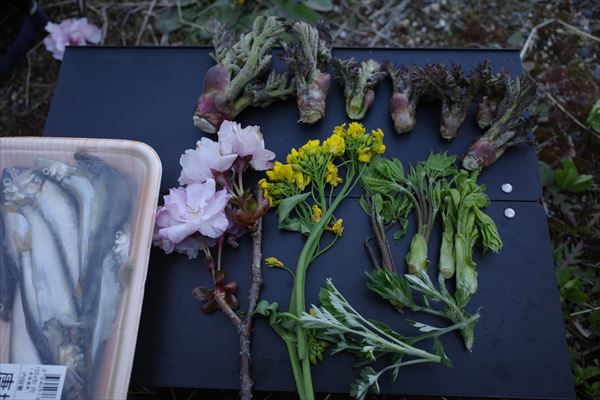 桜の花を天ぷらで